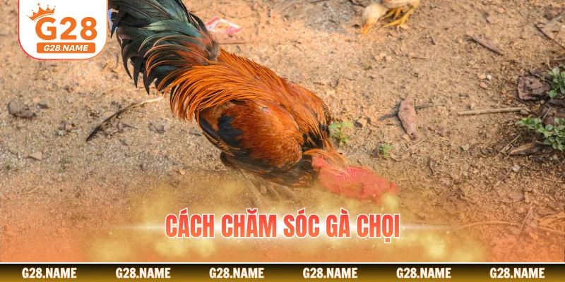 Cách Chăm Sóc Gà Chọi Hiệu Quả: Hướng Dẫn Khoa Học, Chi Tiết Cho Sư Kê