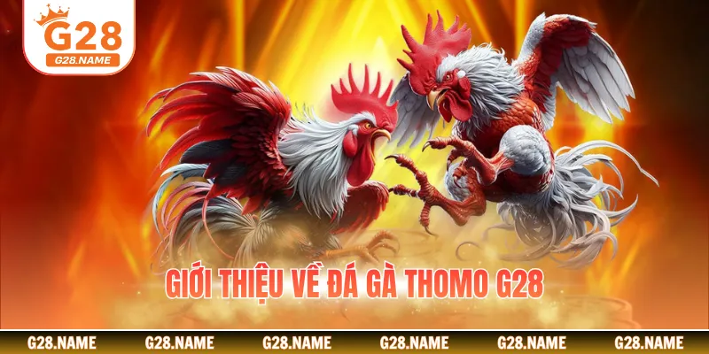 Giới thiệu về đá gà Thomo G28